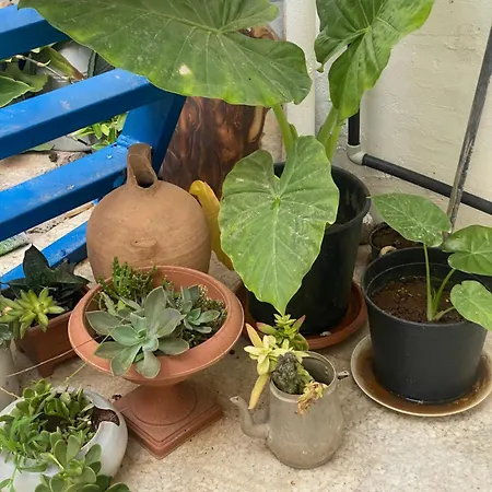 Grandmother's House Αμμόχωστος